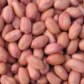 Java Groundnuts