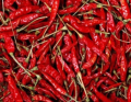 Guntur Chilli